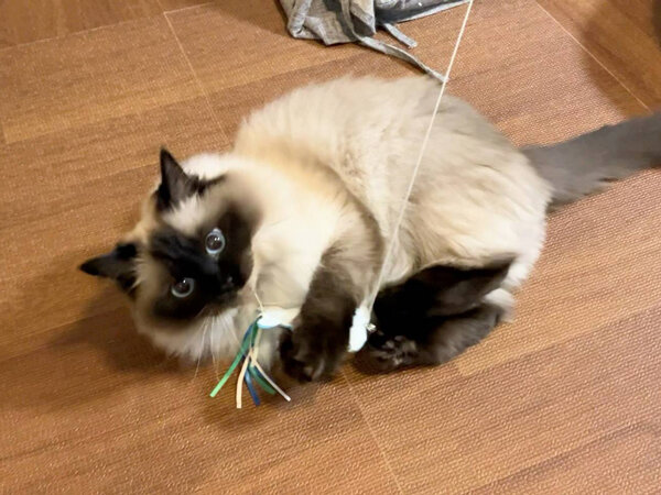 ラグドール猫ペットシッター