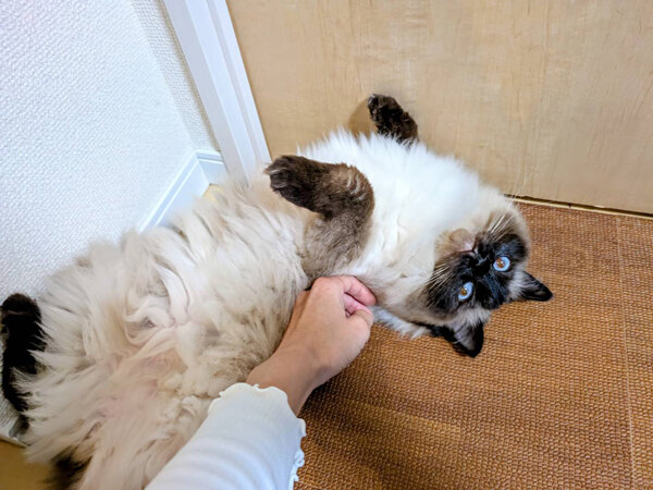 ラグドール猫ペットシッター