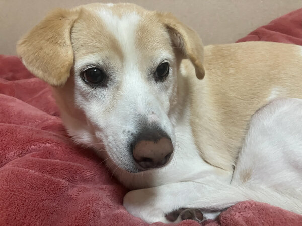 中型犬ペットホテル