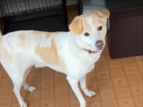 中型犬ペットホテル