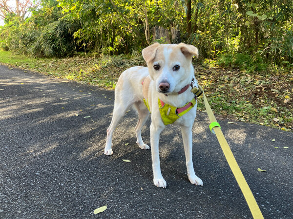 中型犬ペットホテル