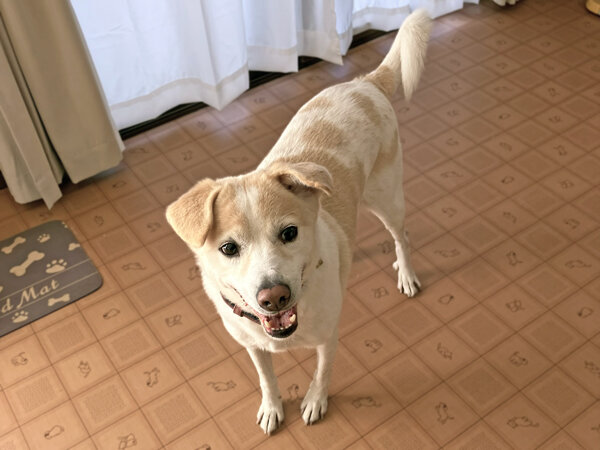 中型犬ペットホテル