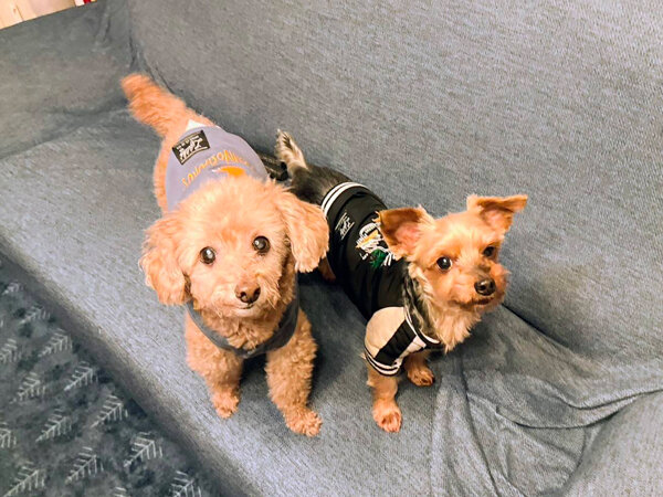 小型犬ヨークシャテリアトイプードルペットシッター