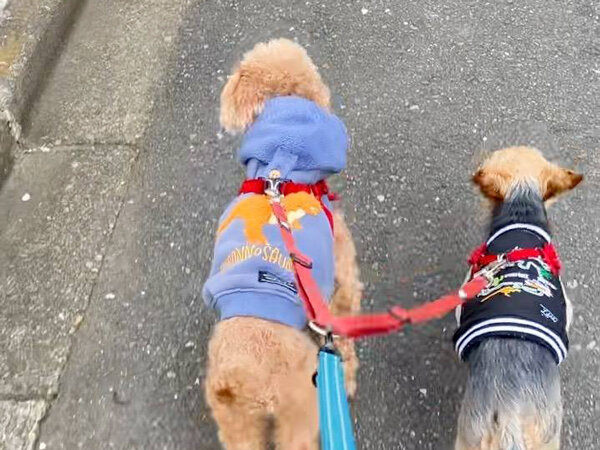 小型犬ヨークシャテリアトイプードルペットシッター