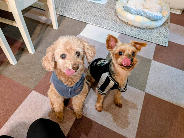 小型犬ヨークシャテリアトイプードルペットシッター