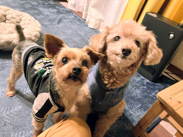 小型犬ヨークシャテリアトイプードルペットシッター