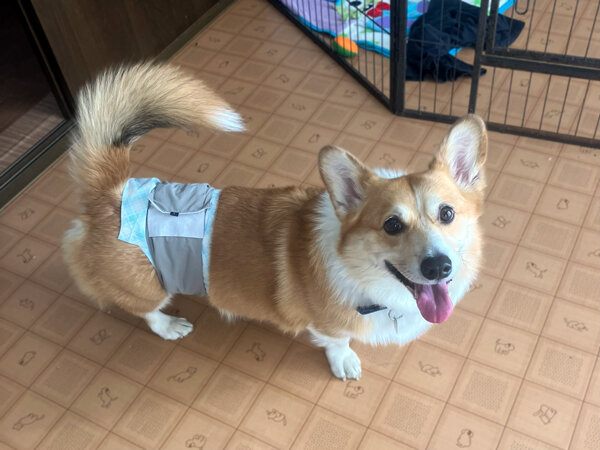 中型犬ウエルシュコーギーペットホテル