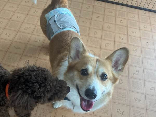 中型犬ウエルシュコーギーペットホテル