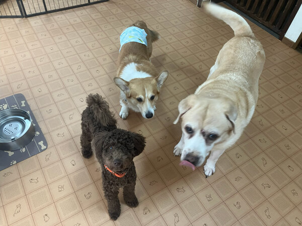 中型犬ウエルシュコーギーペットホテル