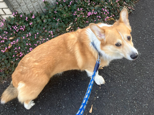 中型犬ウエルシュコーギーペットホテル