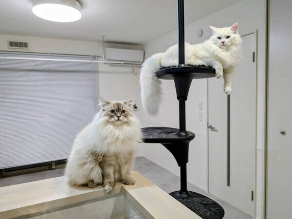 猫、サイベリアンのペットシッター