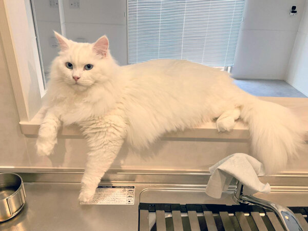 サイベリアン猫ペットシッター