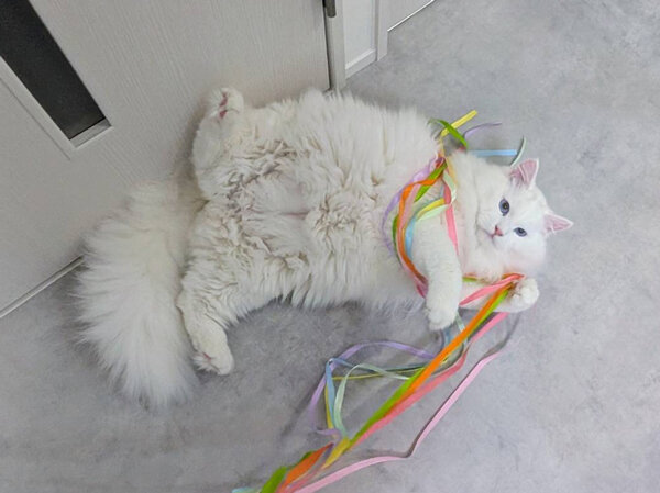 サイベリアン猫ペットシッター