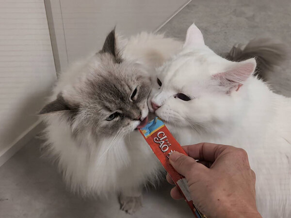 サイベリアン猫ペットシッター