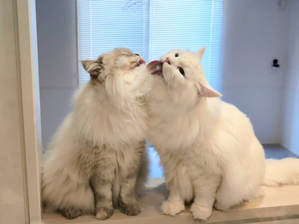 サイベリアン猫ペットシッター