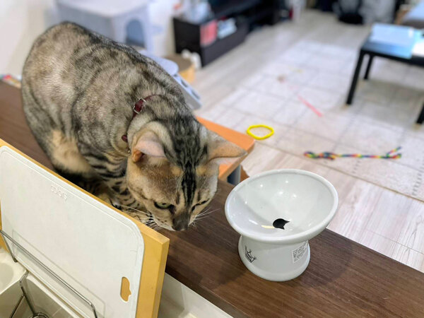 猫、ベンガル、ペットシッター