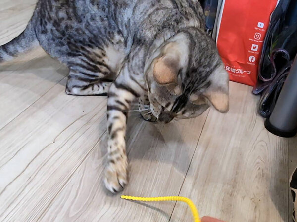 猫、ベンガル、ペットシッター