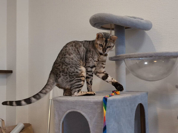 猫、ベンガル、ペットシッター