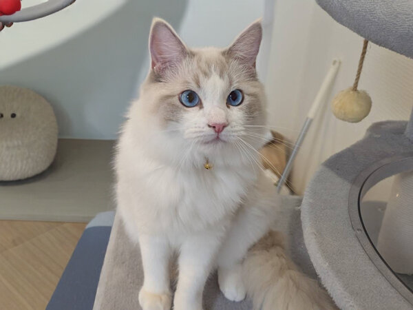 猫ラグドールペットシッター