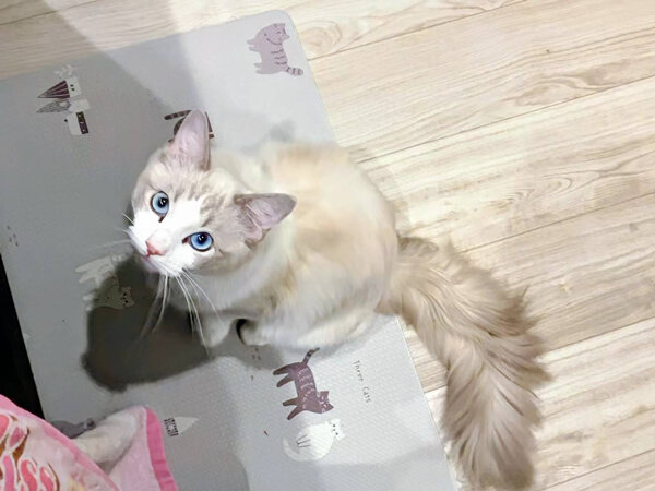 猫ラグドールペットシッター