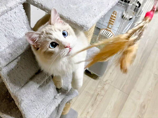 猫ラグドールペットシッター