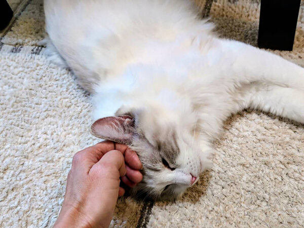 猫ラグドールペットシッター