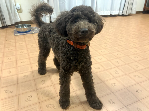 小型犬トイプードルペットホテル