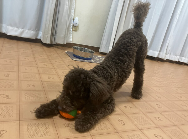 小型犬トイプードルペットホテル