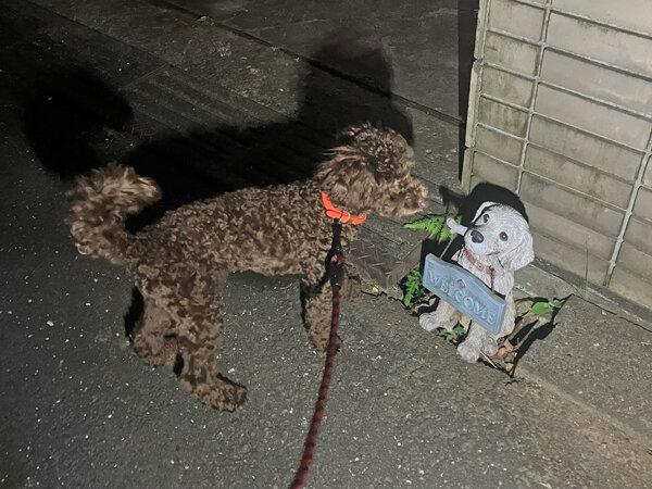 小型犬トイプードルペットホテル