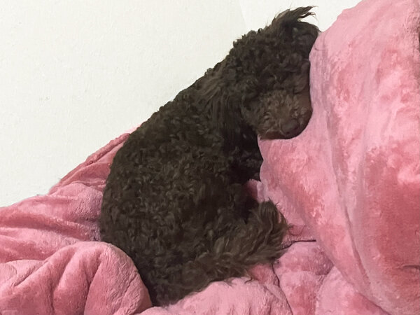 小型犬トイプードルペットホテル