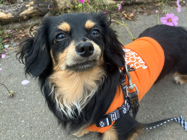 小型犬ミニチュアダックスフンドペットホテル