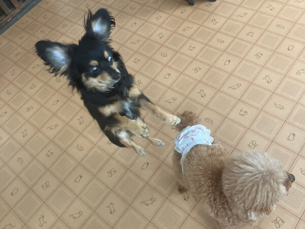 小型犬ミニチュアダックスフンドペットホテル