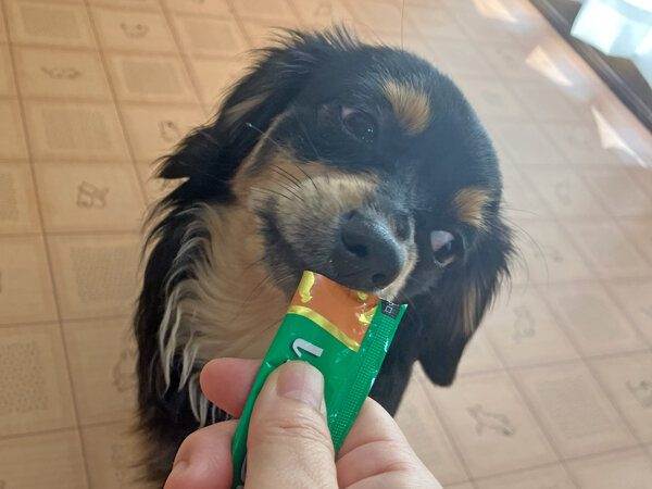 小型犬ミニチュアダックスフンドペットホテル