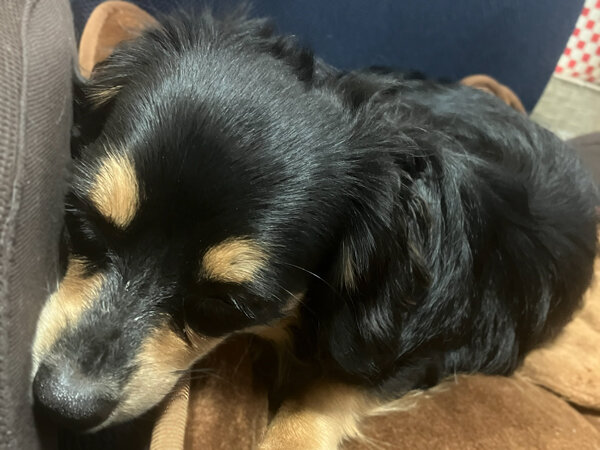 小型犬ミニチュアダックスフンドペットホテル