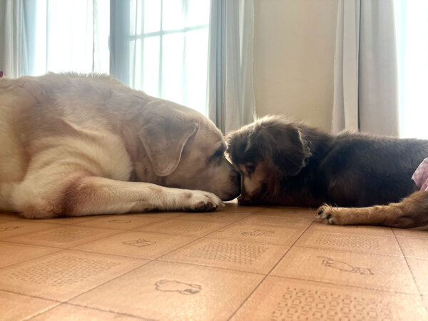 Gレトリバー、Mダックスペットホテル