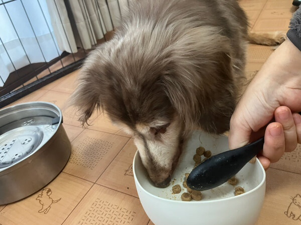 Gレトリバー、Mダックスペットホテル