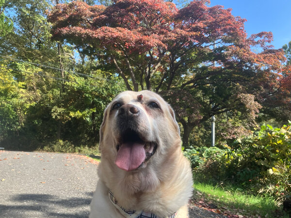 Gレトリバー、Mダックスペットホテル