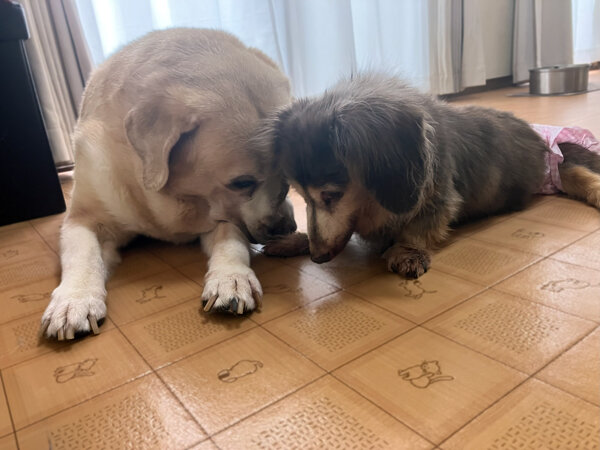 Gレトリバー、Mダックスペットホテル