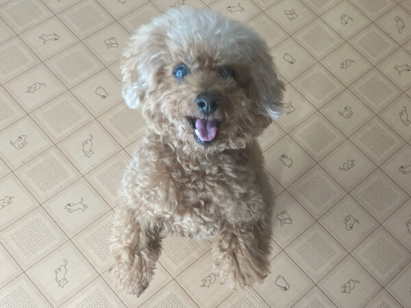 トイプードル小型犬ペットホテル