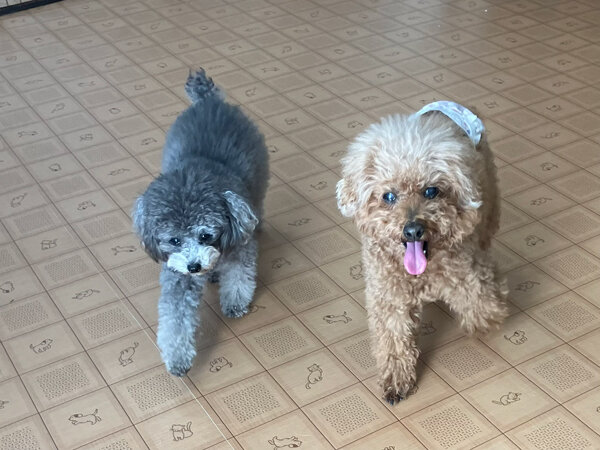 トイプードル小型犬ペットホテル