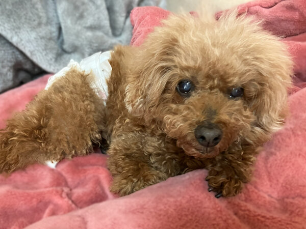 トイプードル小型犬ペットホテル