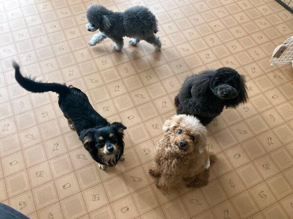 トイプードル小型犬ペットホテル