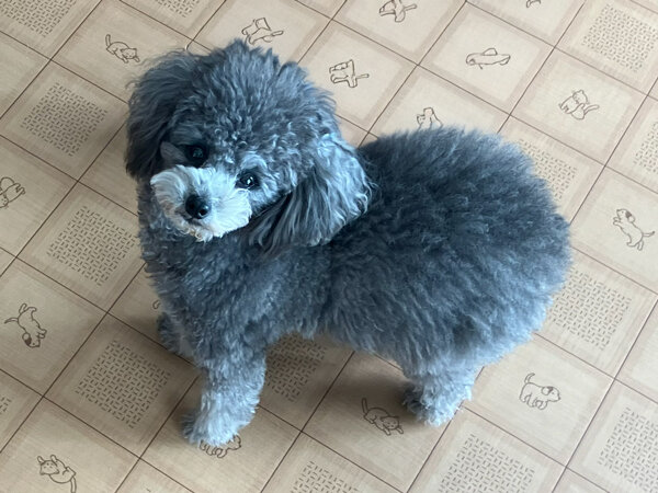 小型犬トイプードルペットホテル