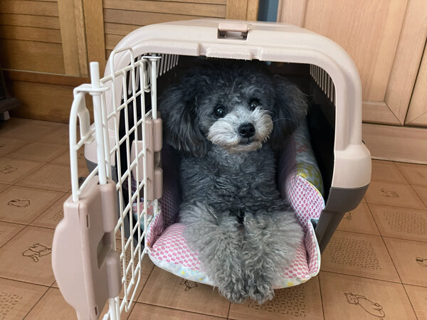 小型犬トイプードルペットホテル