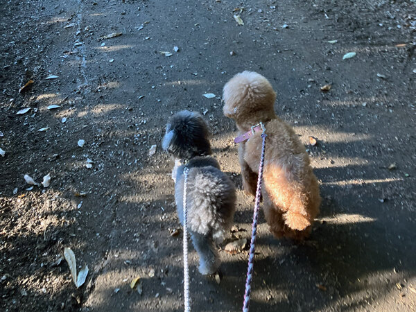 小型犬トイプードルペットホテル