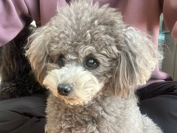 小型犬トイプードルペットホテル