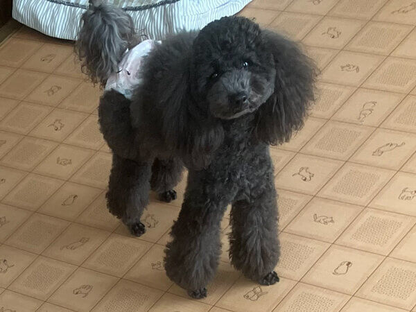 小型犬Tプードルペットホテル