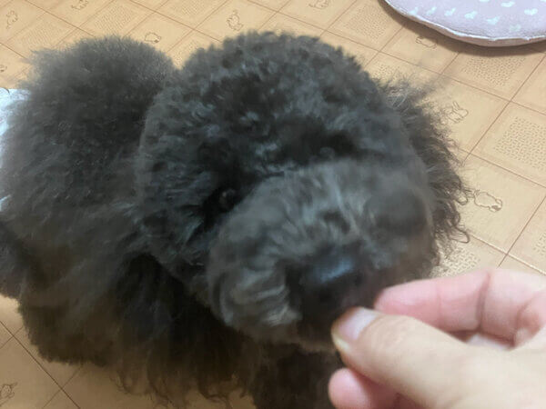 小型犬Tプードルペットホテル