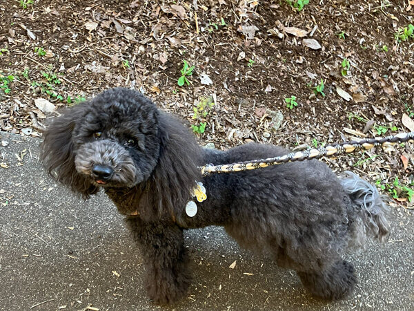 小型犬Tプードルペットホテル