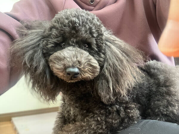 小型犬Tプードルペットホテル